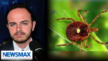 ‘We need serious investigations’: Epidemiologist on lone star ticks causing alpha-gal syndrome