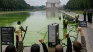 Gutfeld Slams Left for Cheering Algae as Reflecting Pool Chaos