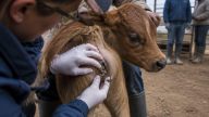 USDA: Flesh-Eating Screwworm Found in Texas Calf Near Border