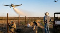 Calmer Border Lets USDA Step Up Fight Against Screwworm