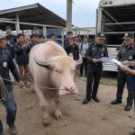 Albino Buffalo Nicknamed Donald Trump Sparks Government Overreach