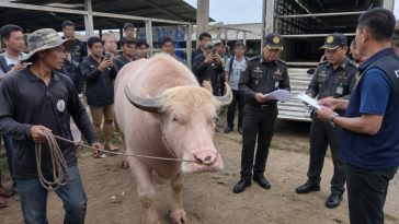 Albino Buffalo Nicknamed Donald Trump Sparks Government Overreach