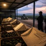 Cartel Extortion Halts USDA Avocado Inspections, Prices Set to Rise