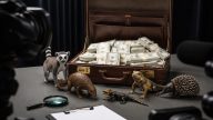 DiCaprio and Jeff Bezos Promise $200M for 100 Species — No Details
