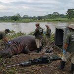 Colombia OKs Euthanasia to Curb Escobar’s Hippo Invasion