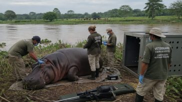Colombia OKs Euthanasia to Curb Escobar’s Hippo Invasion
