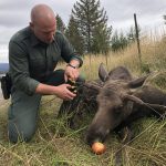 No Red Tape: Deputy Frantz Frees Juvenile Moose From Wire