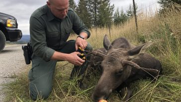 No Red Tape: Deputy Frantz Frees Juvenile Moose From Wire