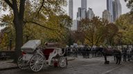 Trump slams Mamdani's Central Park carriage ban as symbolic politics