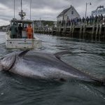 New Hampshire Crew Lands Record 1,116-Pound Bluefin Tuna