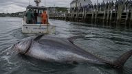 New Hampshire Crew Lands Record 1,116-Pound Bluefin Tuna