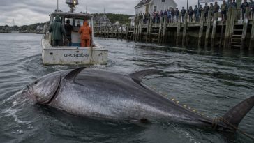 New Hampshire Crew Lands Record 1,116-Pound Bluefin Tuna