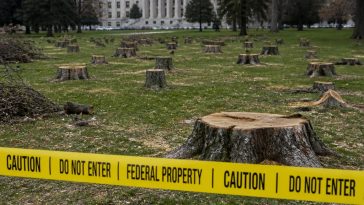 Judge Reyes Halts Trump's Golf Course Tree Clearcut, Demands Testimony