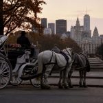 Mamdani and Menin Push Ban That Will End NYC Horse‑Carriage Jobs