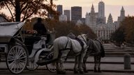 Mamdani and Menin Push Ban That Will End NYC Horse‑Carriage Jobs