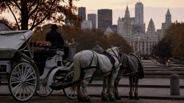 Mamdani and Menin Push Ban That Will End NYC Horse‑Carriage Jobs
