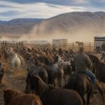 BLM’s Nevada Roundup: 2,005 Horses Removed, Contractor Paid $765K